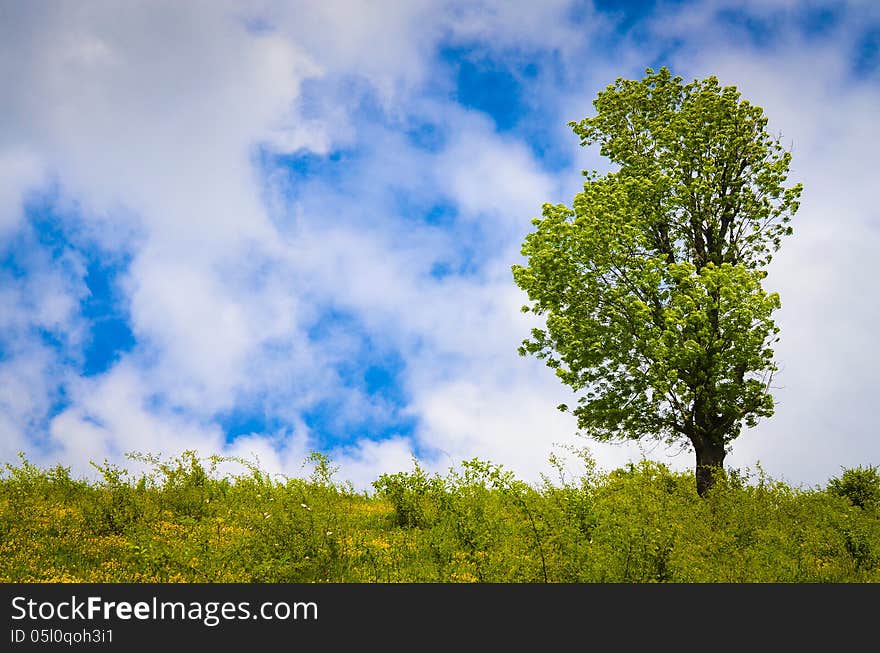 Mountain landscape with single tree on flank of hill. Mountain landscape with single tree on flank of hill