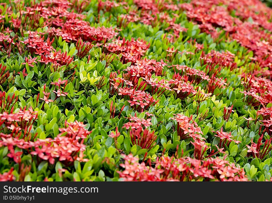 Beautiful Ixora flowers in the garden