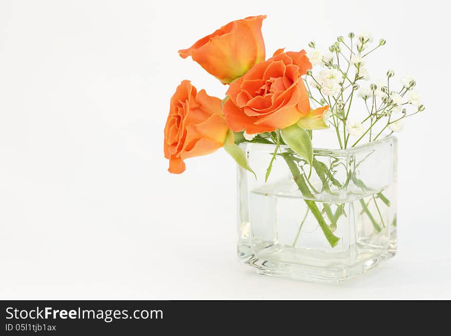 Photographed roses and babys breath in glass vase on a white background