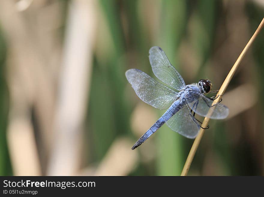 Dragonfly on leaf