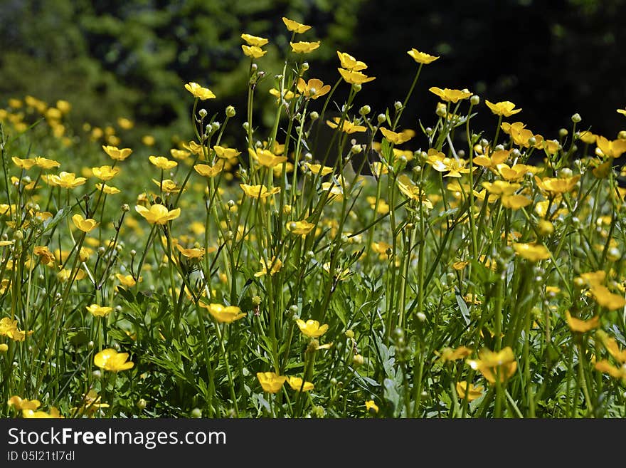 Field of buttercups in spring