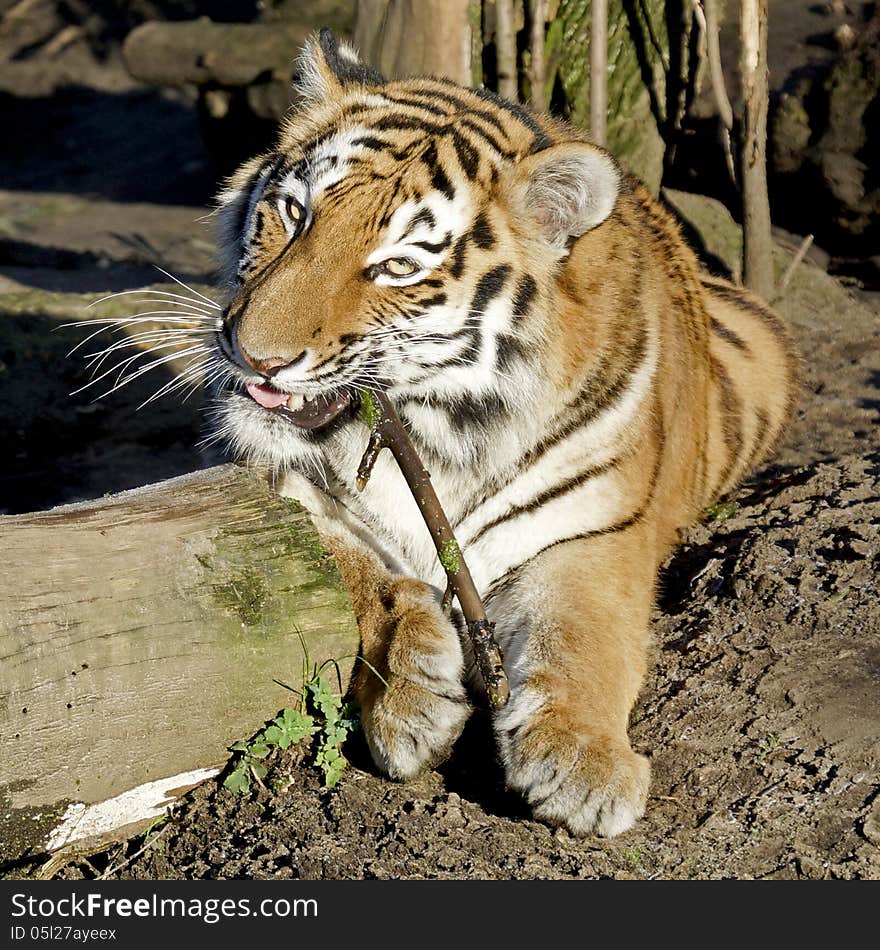 Bengal tiger in the zoo. Bengal tiger in the zoo