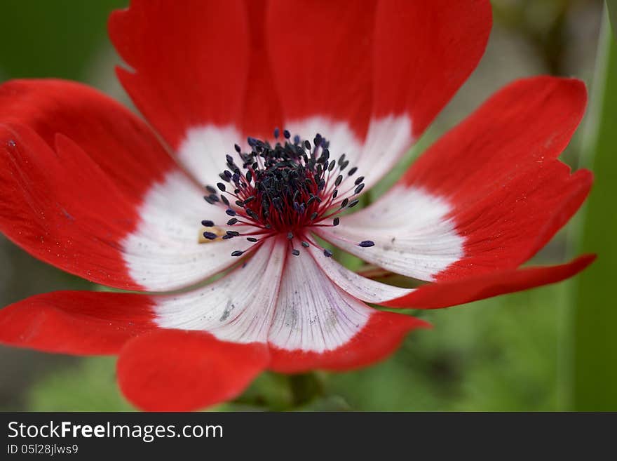 Close up of red anemone