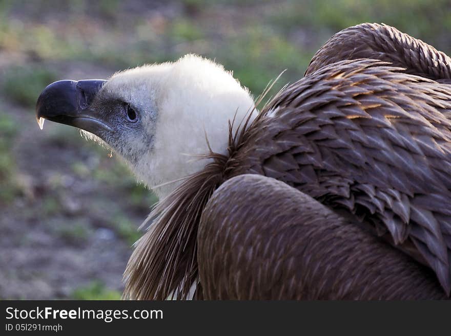 Portrait of an old bald eagle