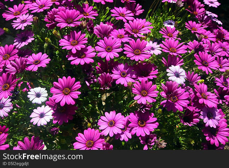 Purple and Pink African Daisey Blossoms. Purple and Pink African Daisey Blossoms