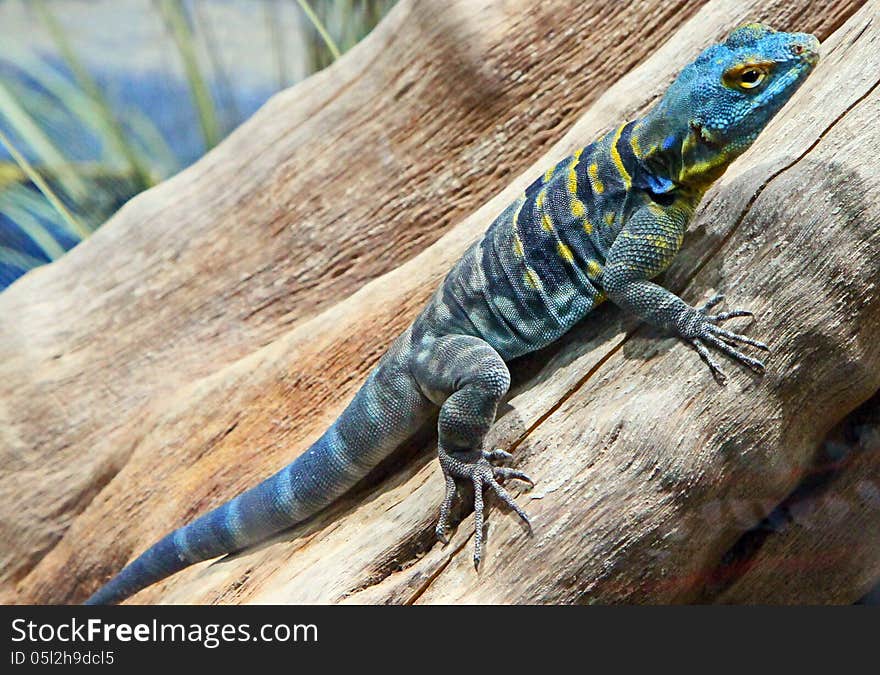 Close Up Of Colorful Lizard On Tree Branch