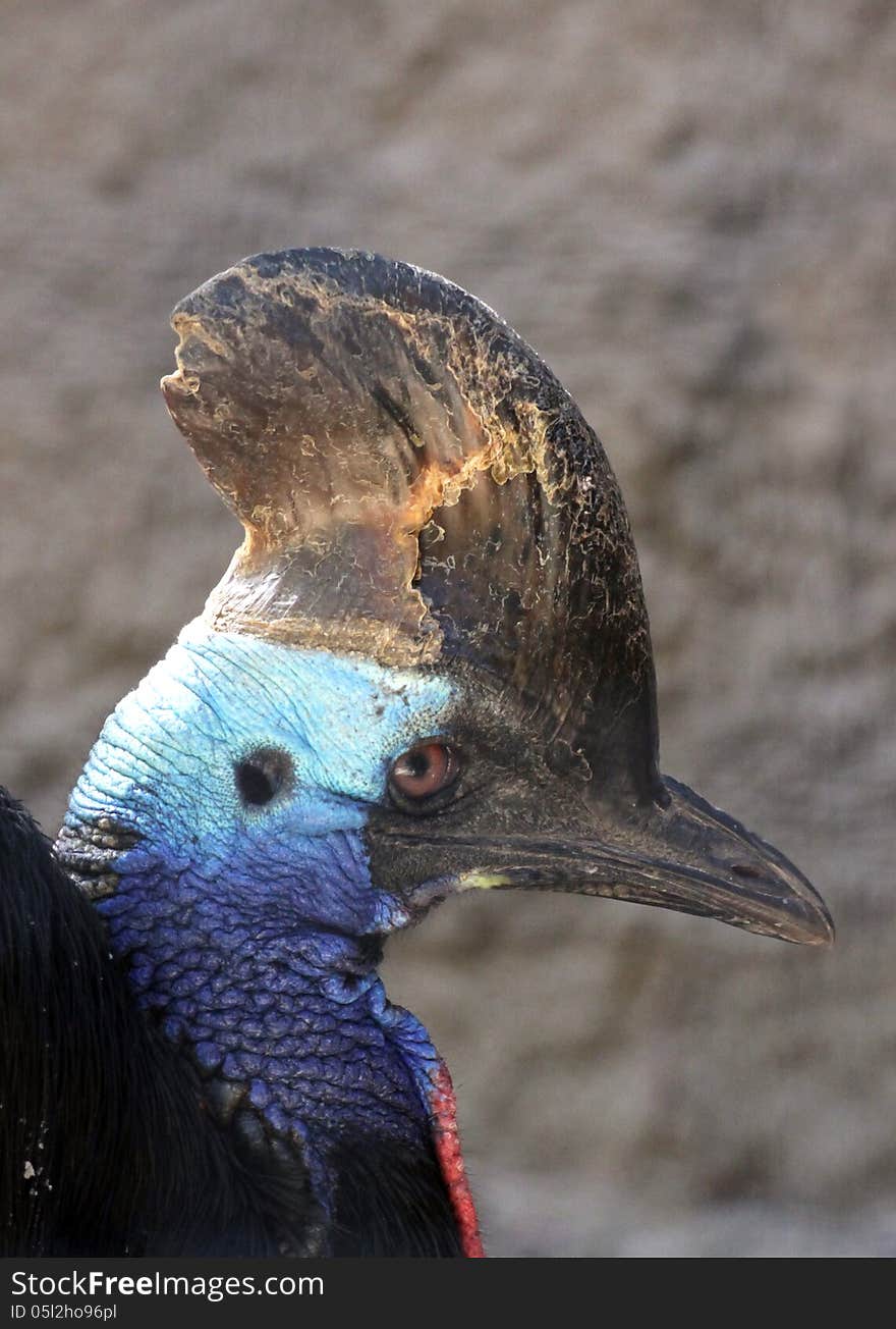 Close Up Detail Of Australian Flightless Bird Profile. Close Up Detail Of Australian Flightless Bird Profile