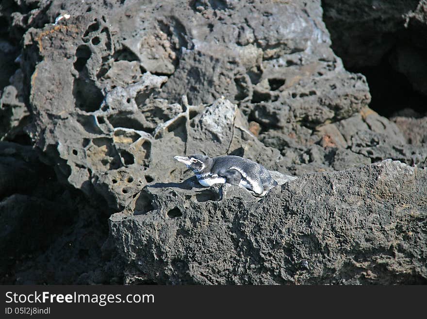 Galapagos penguin laying on volcanic rock next to ocean on island of Isabella, Ecuador, South America