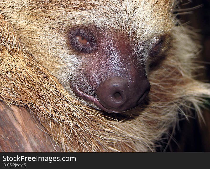 Close Up Detail Of Slow Moving Tropical Sloth