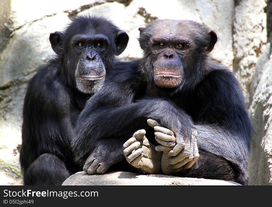 Two Chimps sitting With Hands And Feet Folded. Two Chimps sitting With Hands And Feet Folded