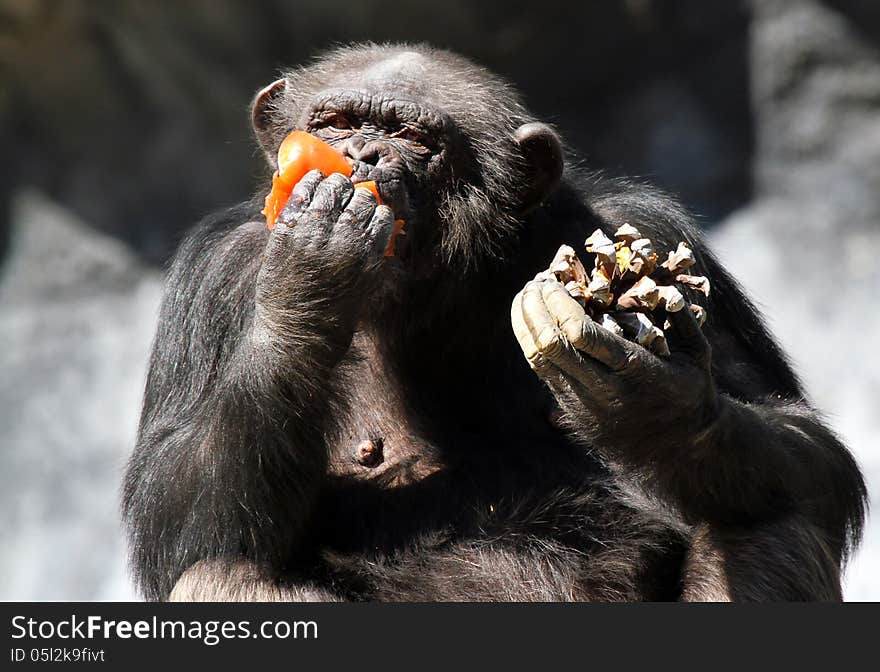 Close Up Detail Of Chimp Holding Treat Filled Pine Cone Eating Red Tomato. Close Up Detail Of Chimp Holding Treat Filled Pine Cone Eating Red Tomato