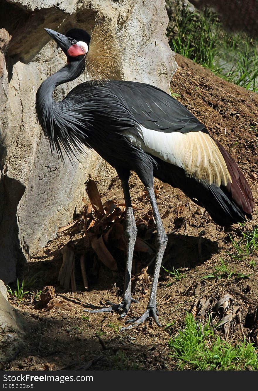 Large Black White And Gray African Bird Standing Near Rocks. Large Black White And Gray African Bird Standing Near Rocks