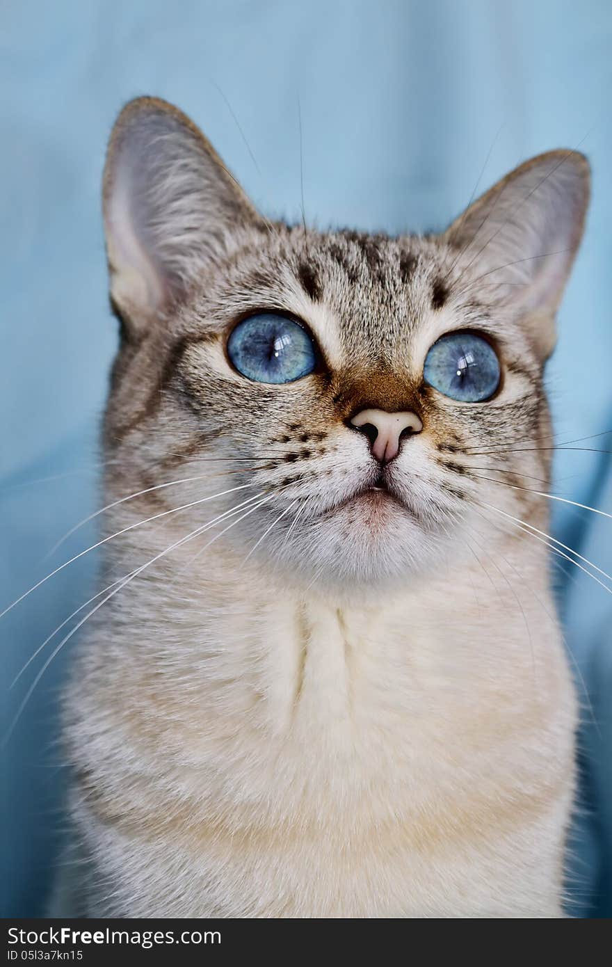 Portrait of blue-eyed white cat on a blue background