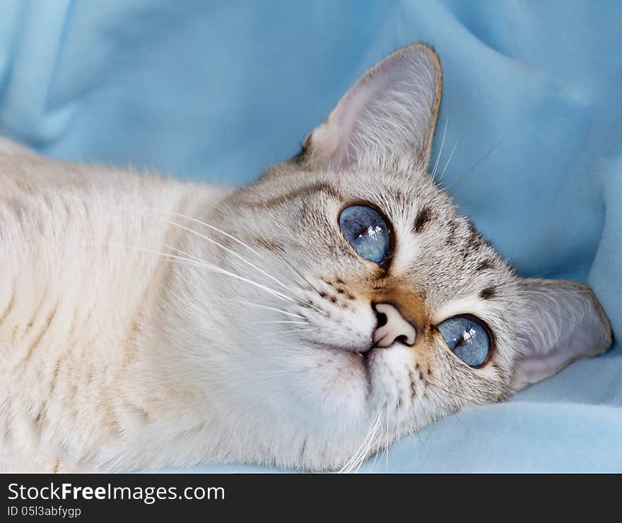 White Cat With Aquamarine Eyes