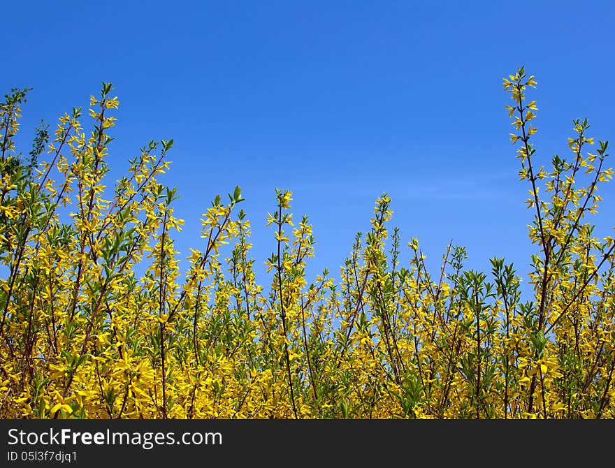 Forsythia with bright yellow flowers and blue sky. Forsythia with bright yellow flowers and blue sky