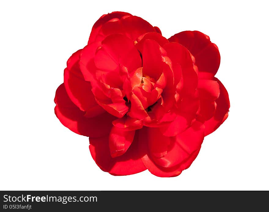 Bright red Double Tulip isolated over white background