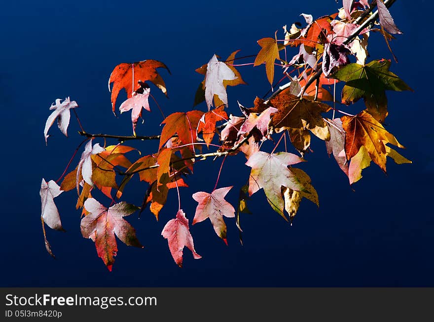 Branch of maple tree leaves against lake water during the Autumn fall season. Branch of maple tree leaves against lake water during the Autumn fall season