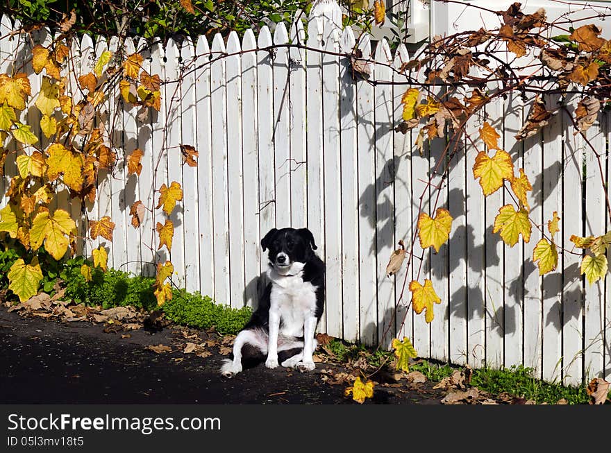 Dog is warming in the sun during the autumn fall season. Dog is warming in the sun during the autumn fall season