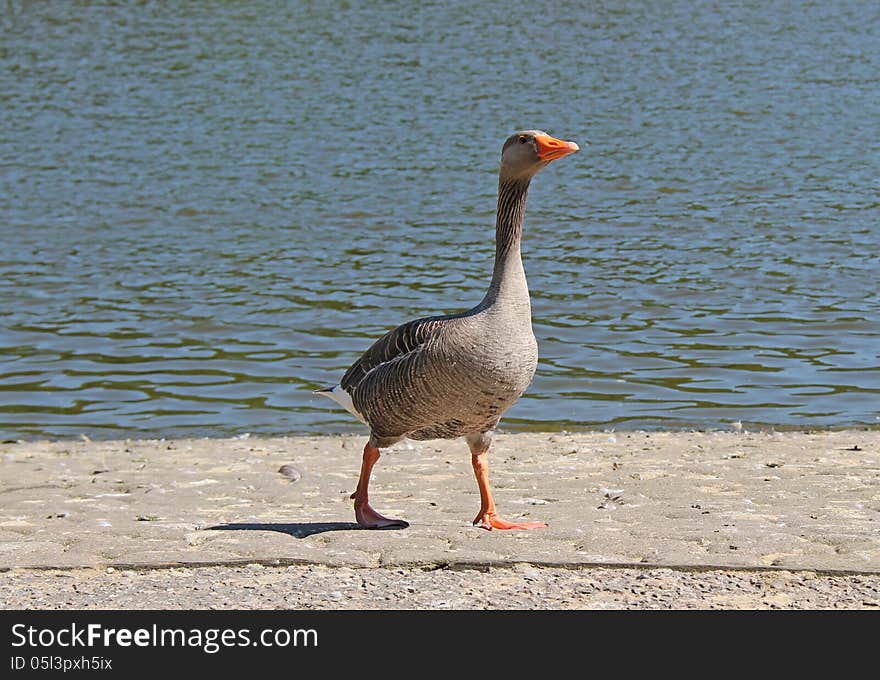 Greylag Goose.