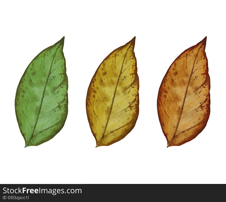 Group of Leaf isolated on white background