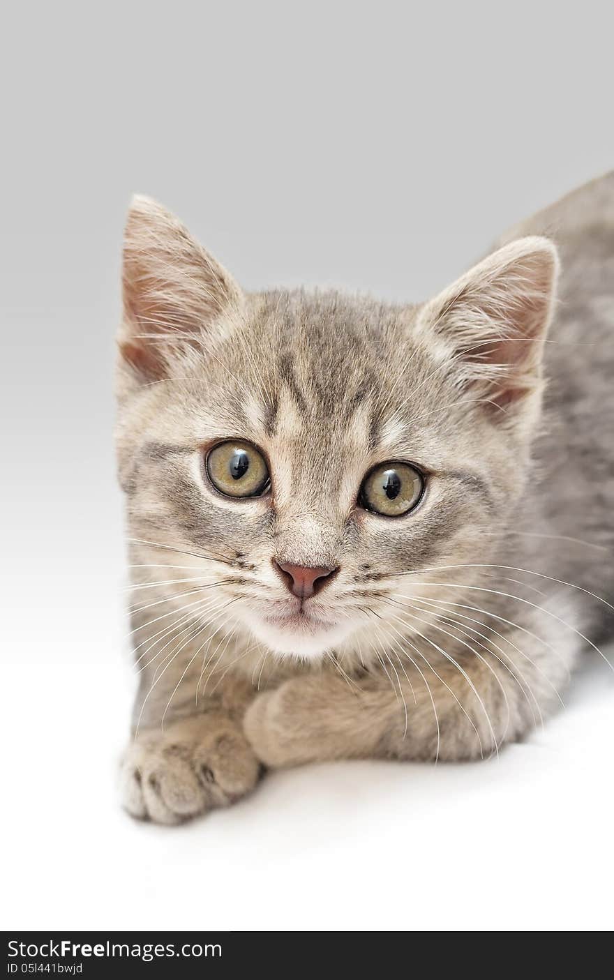 A portrait of a kitten using bounced flash. A portrait of a kitten using bounced flash