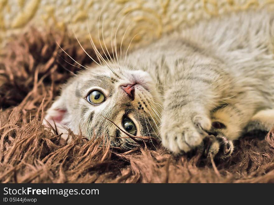 A kitten playing on a furry rug