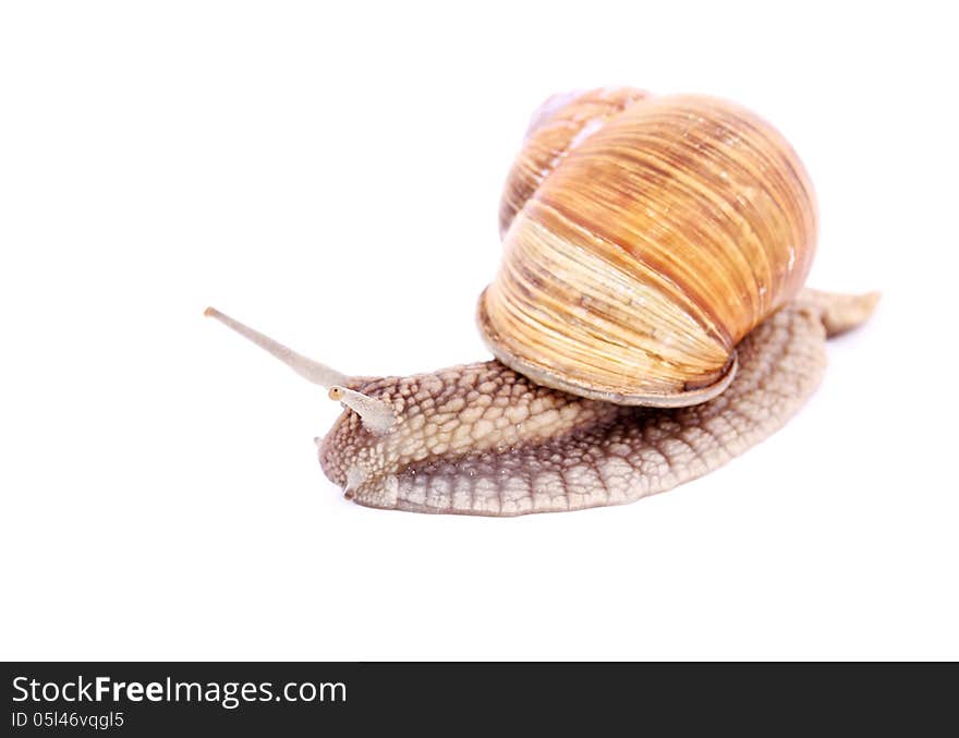 Burgundy snail (Helix Pomatia) isolated over white. Burgundy snail (Helix Pomatia) isolated over white