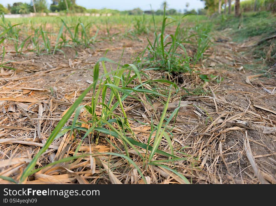 Sugarcane in Countryside