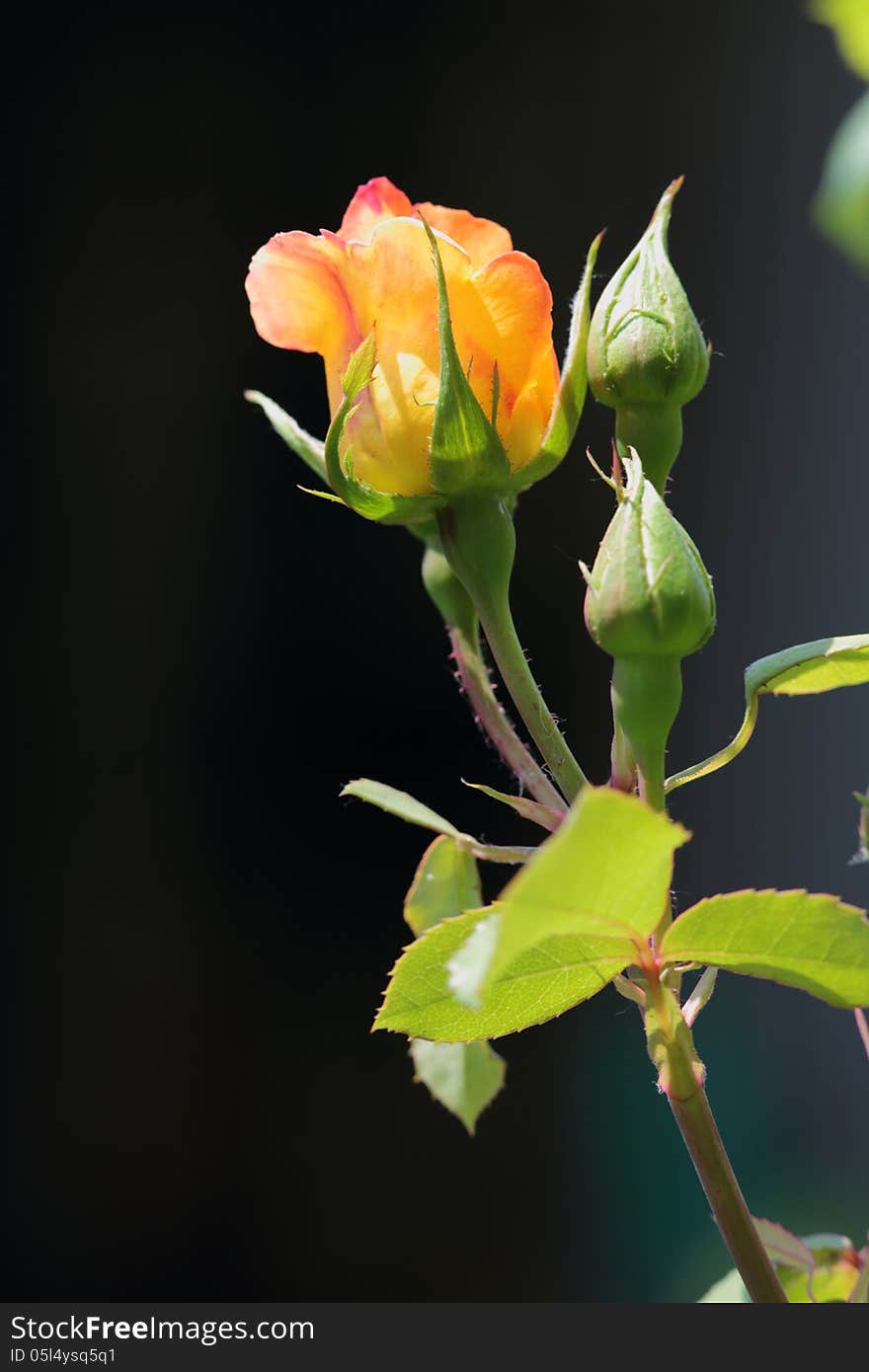 A honey colored rose with red rims on its petals just before opening entirely. On its stem two green buds and leaves. Background dark. Room for text. A honey colored rose with red rims on its petals just before opening entirely. On its stem two green buds and leaves. Background dark. Room for text