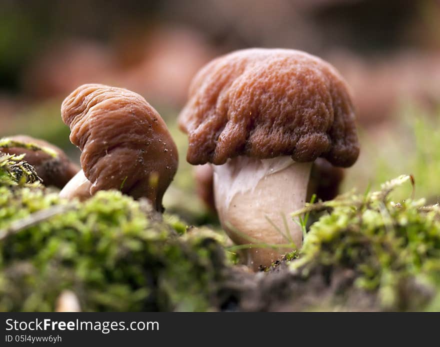 Autumn mushrooms