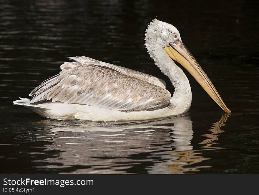 Beautiful Pelican swimming in the water