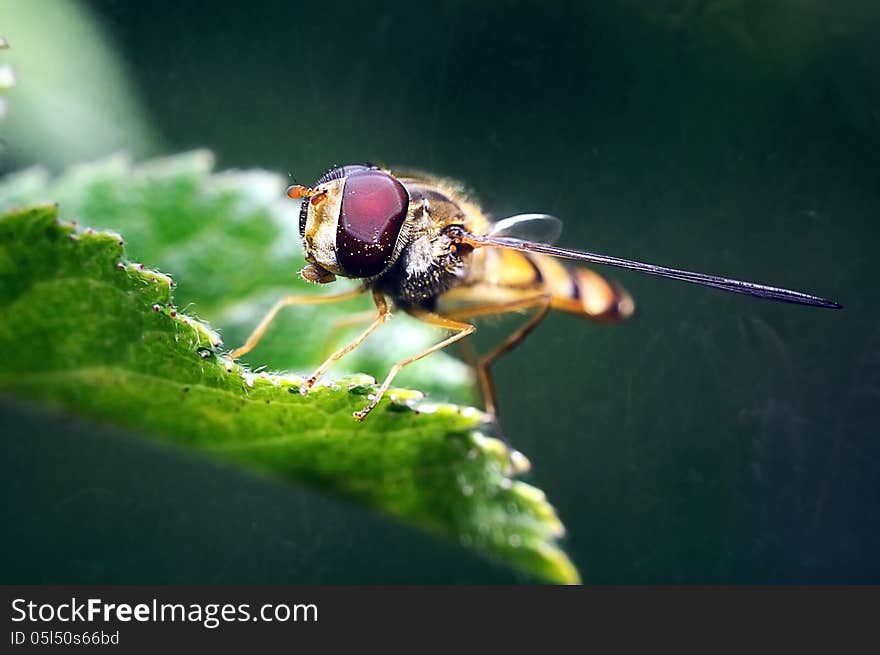 Yellow fly looks like a sting