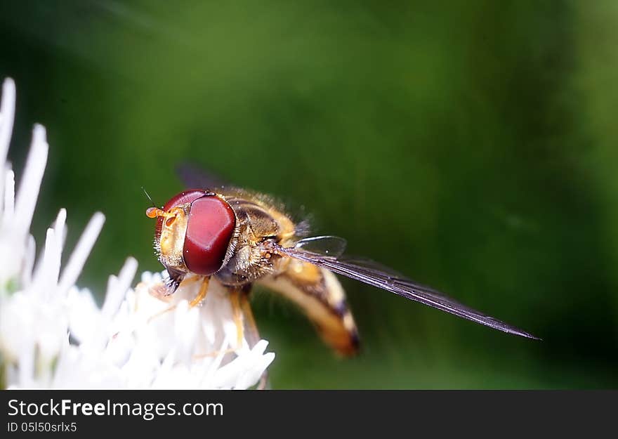 Yellow fly looks like a sting