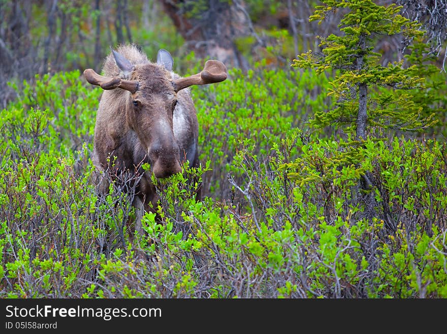 Young male moose in the wild, in Alaska. Young male moose in the wild, in Alaska