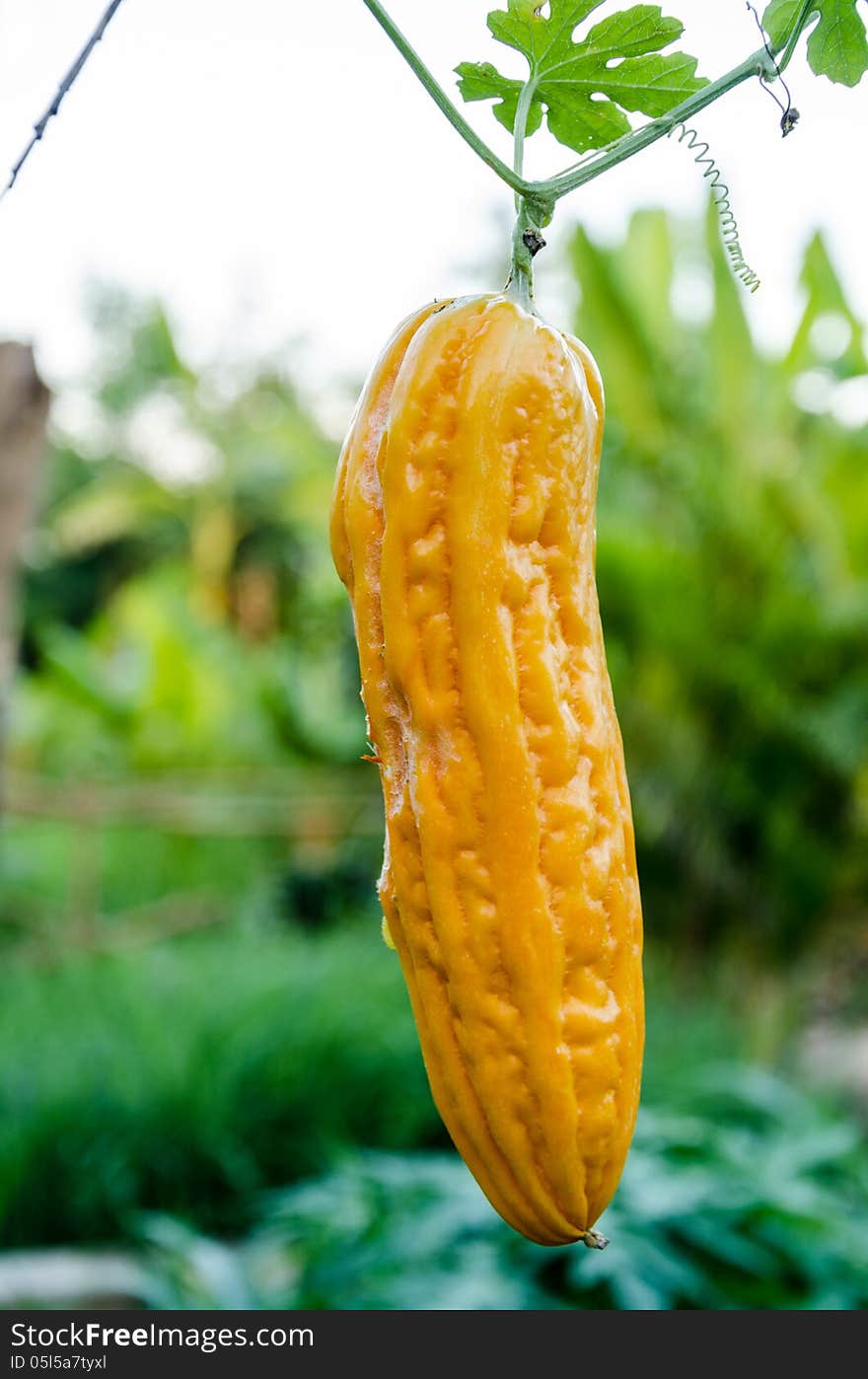 Bitter melon is yellow in the garden