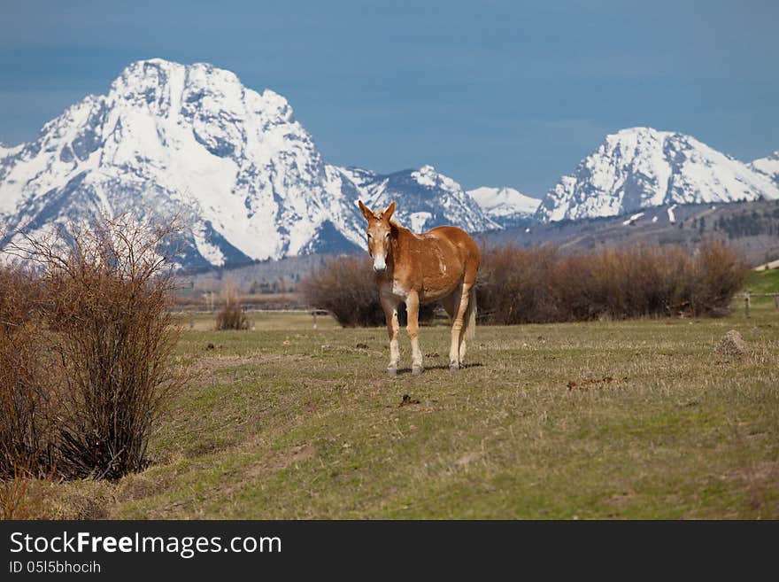 Horse in Wyoming with the Grand Teton National Park in Wyoming