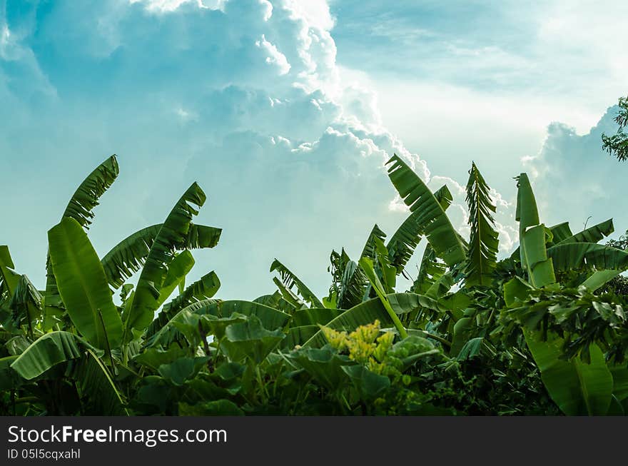 Banana tree and beautiful cloud