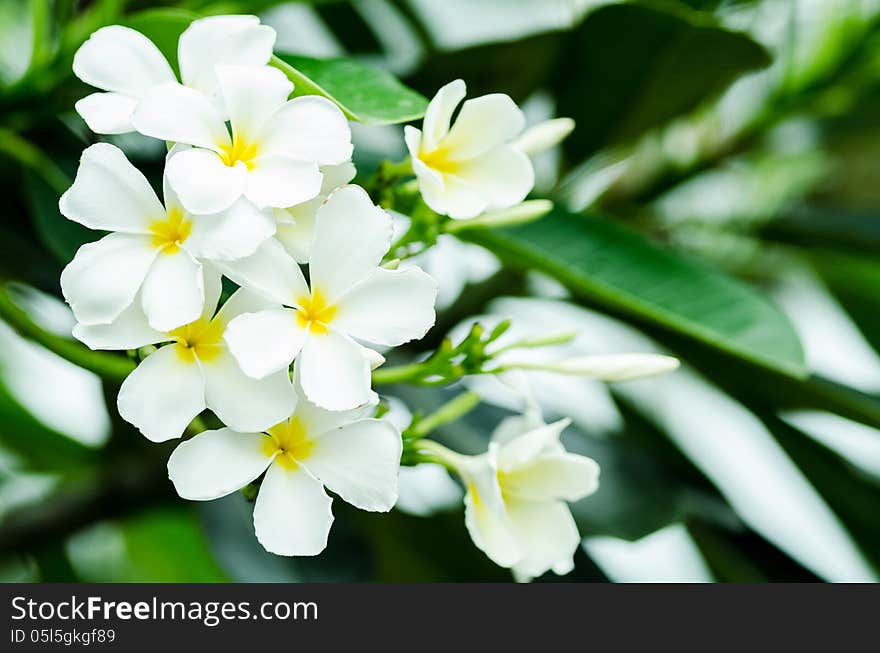 Plumeria common name Frangipani is beautiful. Plumeria common name Frangipani is beautiful