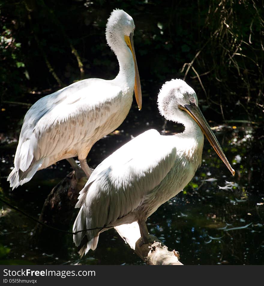 Two pelican sitting on the branch