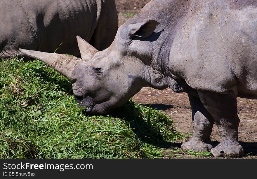 Rhinoceros feeding on grass. Rhinoceros feeding on grass