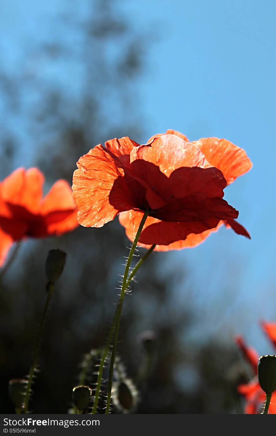 Wildflowers poppies on a sky background. Wildflowers poppies on a sky background