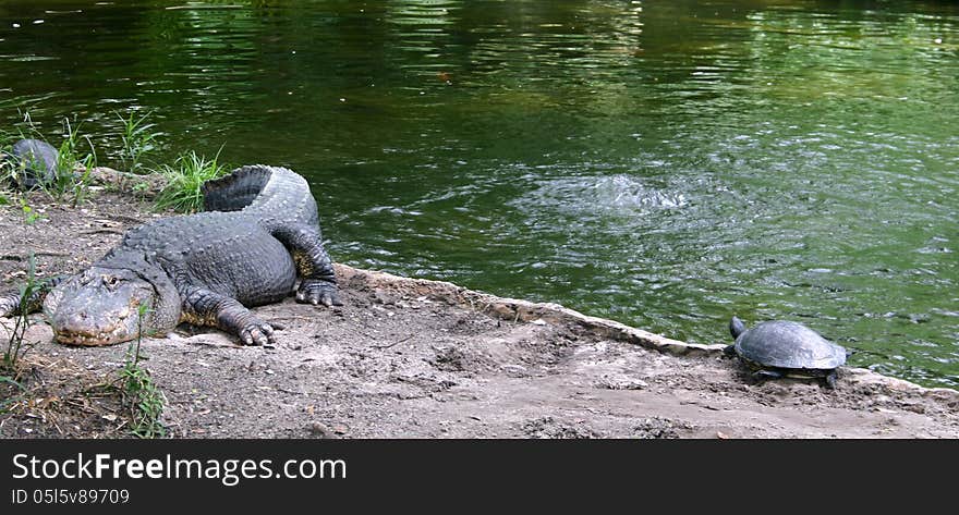 Alligator and turtle in Florida aquarium