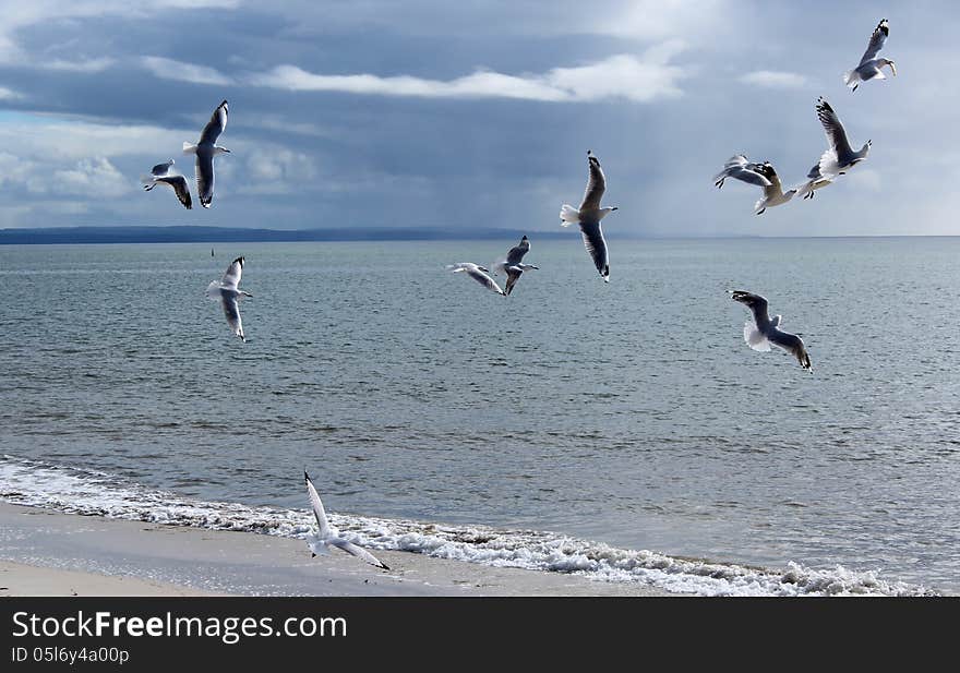 A Flock of graceful white seagulls flying over the sea at Busselton Western Australia on a cloudy day in early winter are looking for food. A Flock of graceful white seagulls flying over the sea at Busselton Western Australia on a cloudy day in early winter are looking for food.