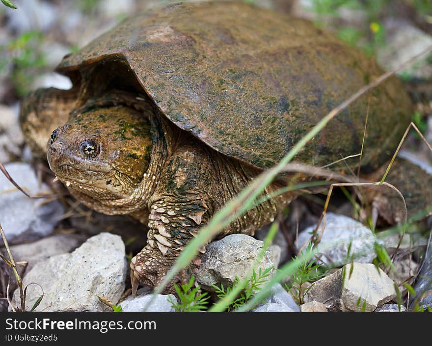 Common Snapping Turtle (Chelydra Serpentina) on land