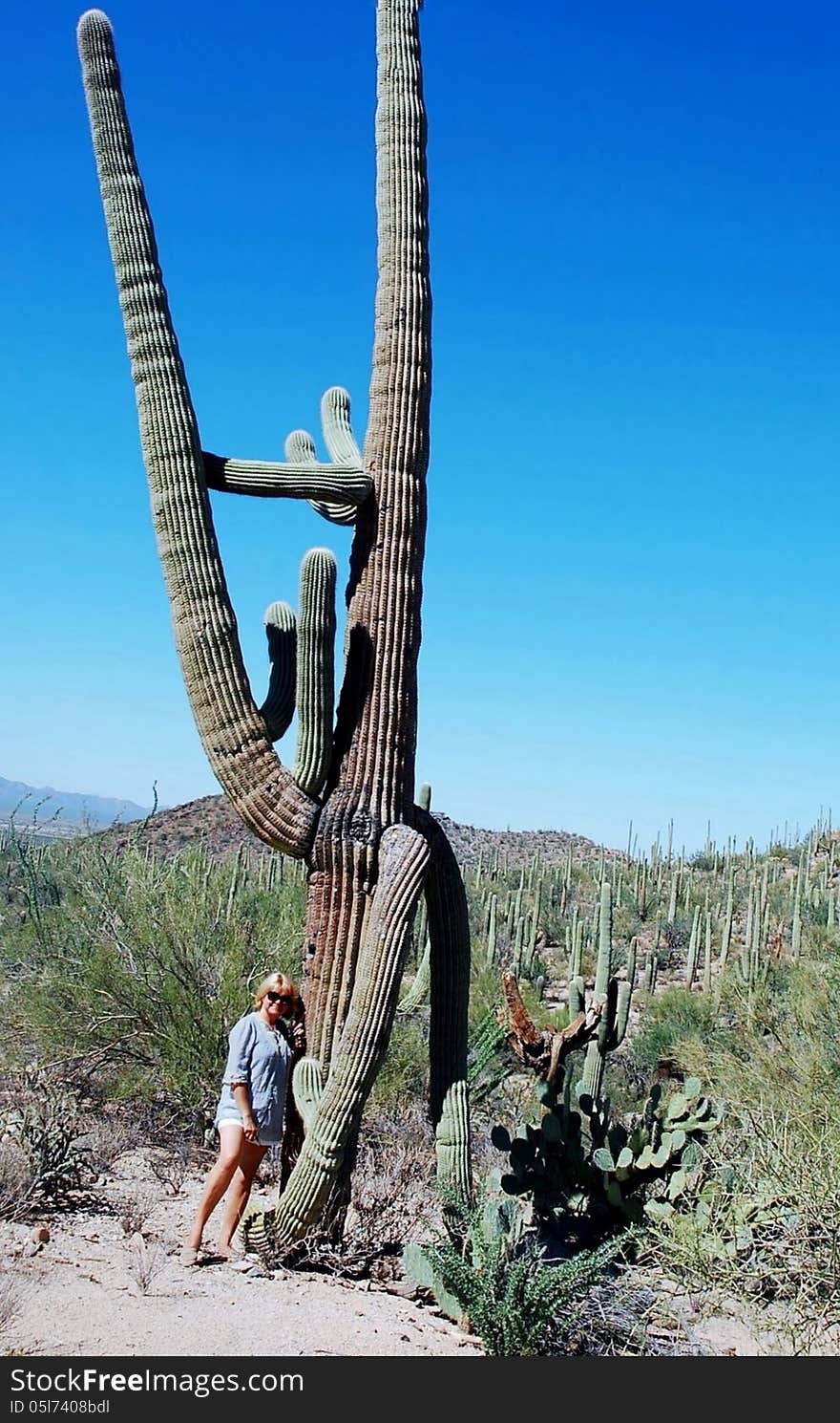 The form of this huge giant cacti as rider or knight ,height of woman nearby is 168 cm and size of cacti really amazing and unbelievable. The form of this huge giant cacti as rider or knight ,height of woman nearby is 168 cm and size of cacti really amazing and unbelievable
