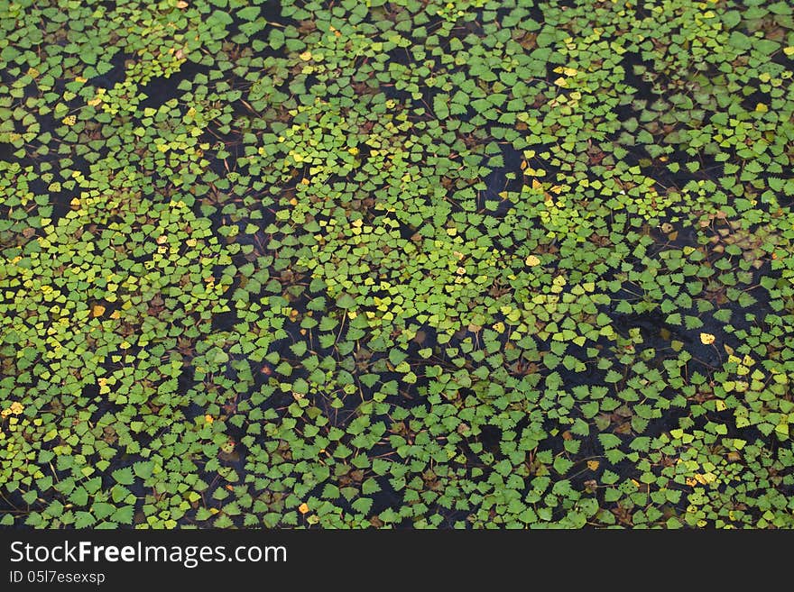 Water surface covered with a duckweed. Water surface covered with a duckweed