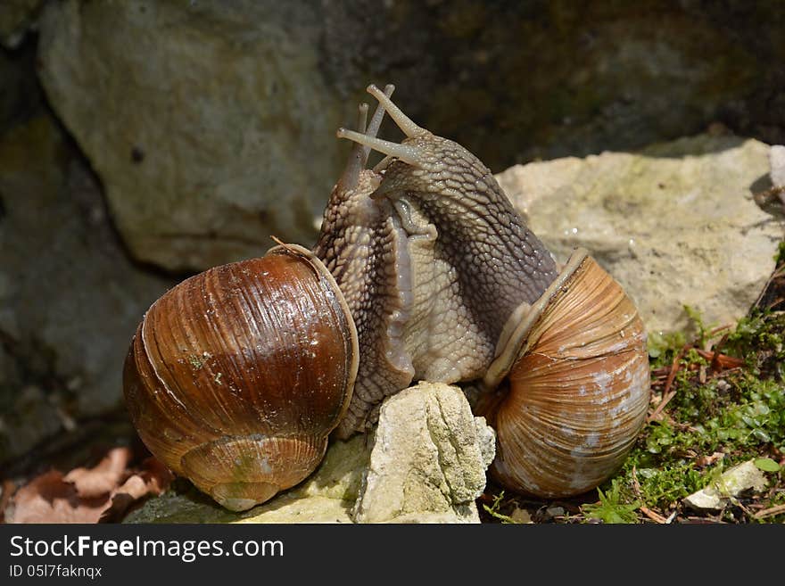 Snail Love