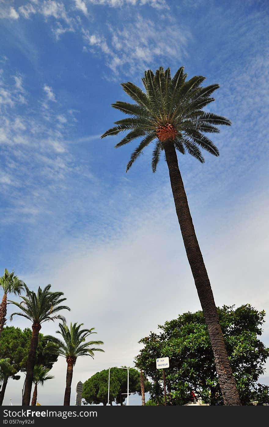 Palms and sky in Cannes, France