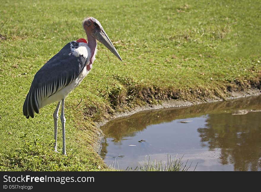 Marabou stork at the pond. Sort : Leptoptilos crumeniferus.