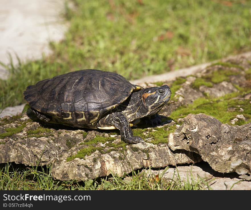 Painted turtle